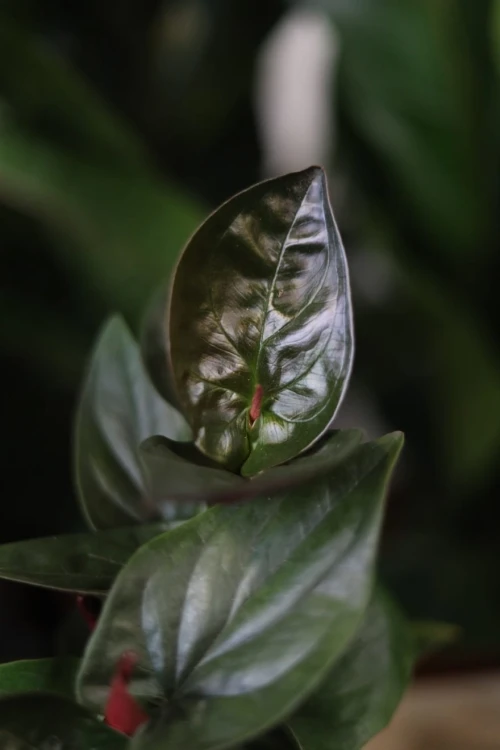 Syngonium erythrophyllum Red Arrow (Zroślicha)