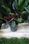 Syngonium erythrophyllum ‘Red Arrow’ – efektowna roślina pnąca o ciemnozielonych, bordowych liściach o aksamitnej strukturze. Idealna do wnętrz.