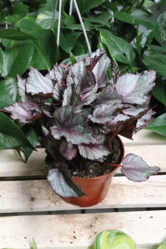 Efektowna roślina doniczkowa o dekoracyjnych liściach w chłodnych, srebrzysto-fioletowych odcieniach. Idealna do nowoczesnych wnętrz.