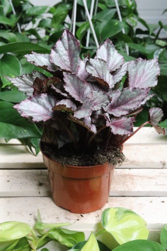 Begonia Maori Haze od góry. Zwarty pokrój sprawiający, że roślina prezentuje się pełnie i estetycznie.