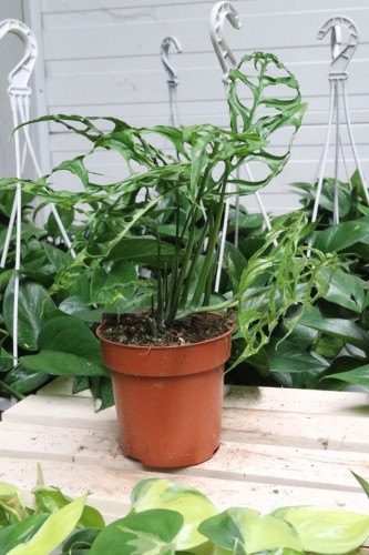 Monstera obliqua 'Peru' (Monstera perforowana) (1).JPG