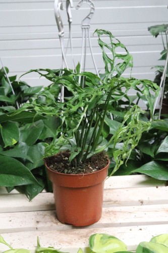 Monstera obliqua 'Peru' (Monstera perforowana) (2).JPG