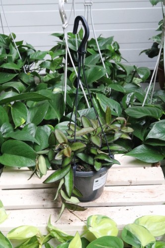 Hoya Rosita (Hoja) (1).JPG