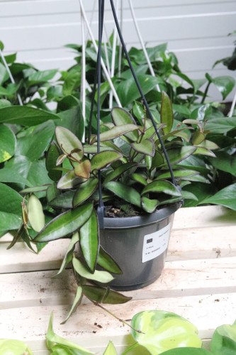 Hoya Rosita (Hoja) (2).JPG