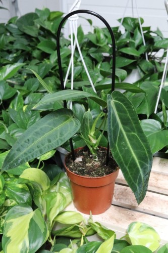 Anthurium warocqueanum (Anturium Królewskie) (1).JPG