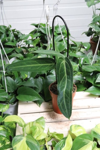 Anthurium warocqueanum (Anturium Królewskie) (2).JPG