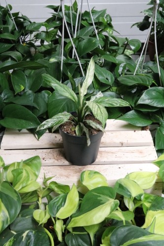 Spathiphyllum 'Sensation' variegata (Skrzydłokwiat) (1).JPG