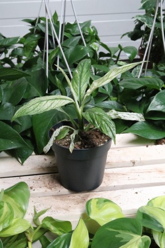 Spathiphyllum 'Sensation' variegata (Skrzydłokwiat) (2).JPG