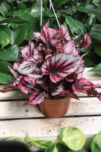 Begonia ‘Evening Glow’ – efektowna roślina doniczkowa o dekoracyjnych liściach w ciepłych, różowo-zielonych barwach. Idealna do nowoczesnych wnętrz.