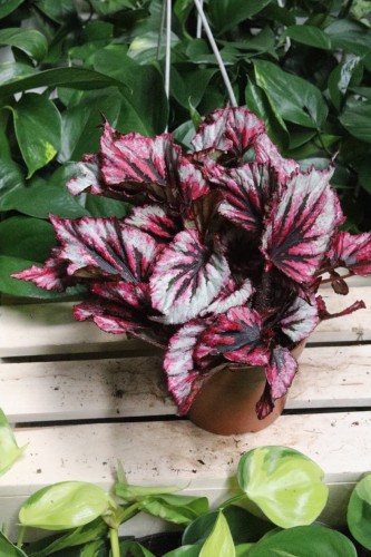 Begonia ‘Evening Glow’ w aranżacji wnętrza – elegancka roślina doniczkowa, która wprowadza do przestrzeni ciepło, kolor i subtelny, egzotyczny akcent.