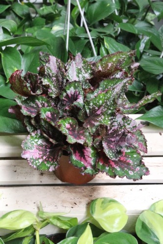 Begonia ‘Alaska Creek’ – efektowna roślina doniczkowa o dekoracyjnych liściach w chłodnych, srebrzysto-zielonych odcieniach. Idealna do nowoczesnych wnętrz.