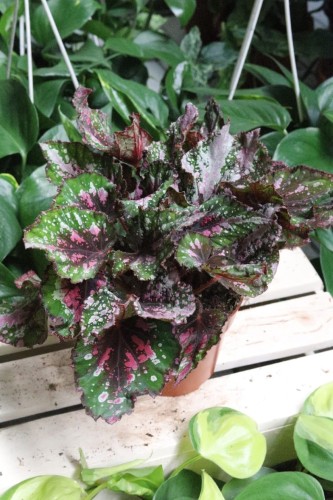 Begonia ‘Alaska Creek’ w aranżacji wnętrza – elegancka roślina doniczkowa, która wprowadza do przestrzeni świeżość, lekkość i naturalny, stylowy akcent.