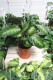 Calathea Misto (1).JPG