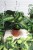 Calathea Misto (2).JPG