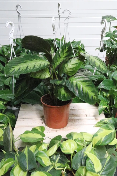 Calathea Misto (2).JPG