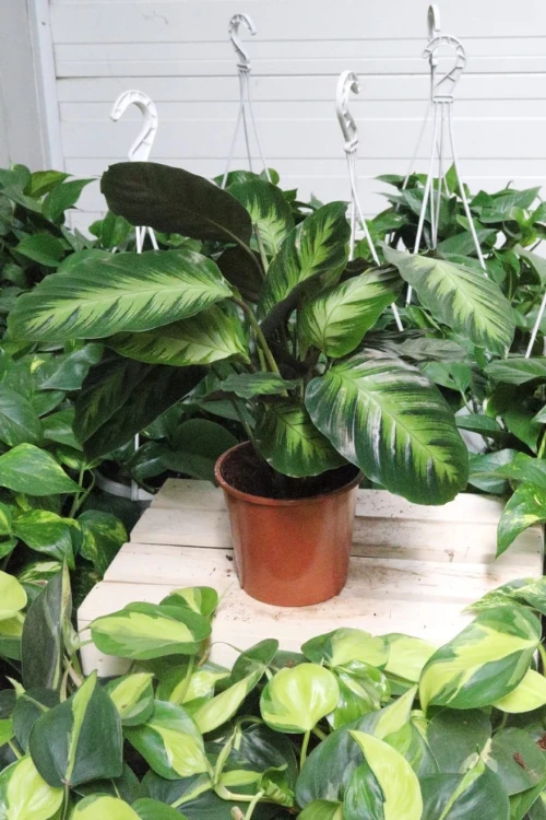 Calathea Misto (3).JPG