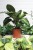 Calathea Misto (4).JPG