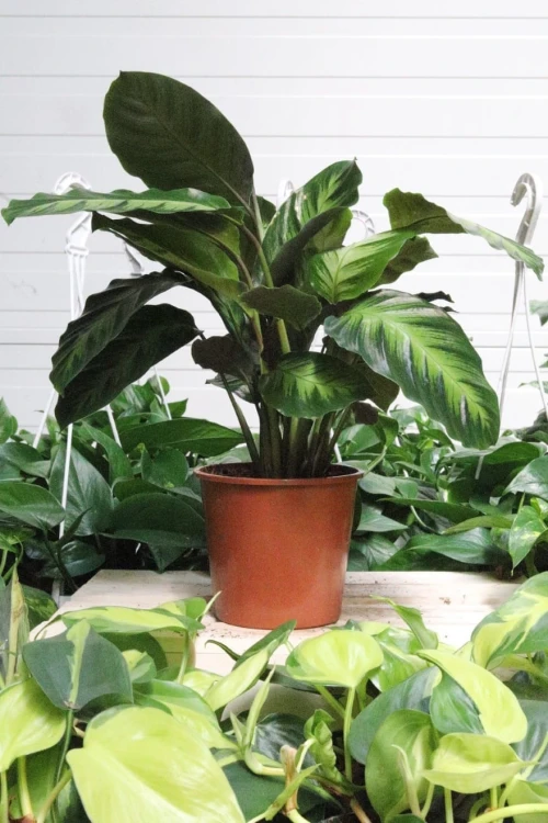 Calathea Misto (4).JPG