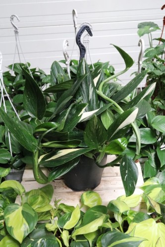philodendron cobra (1).JPG