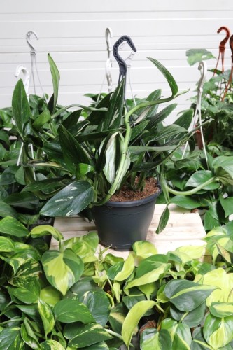 philodendron cobra (2).JPG