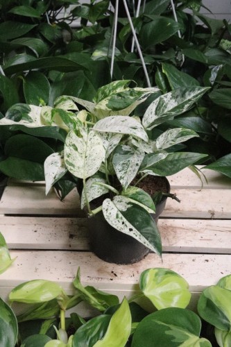 Epipremnum pinnatum Marble Variegata (1).JPG