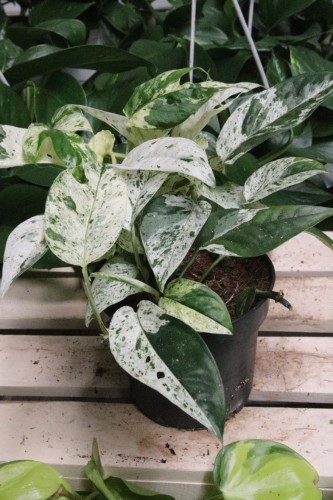 Epipremnum pinnatum Marble Variegata (2).JPG
