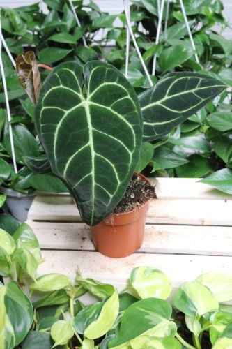 Anthurium Magnificum – eleganckie anturium o dużych, aksamitnych liściach z wyraźnym, jasnym unerwieniem. Egzotyczna roślina doniczkowa idealna do nowoczesnych i stylowych wnętrz.