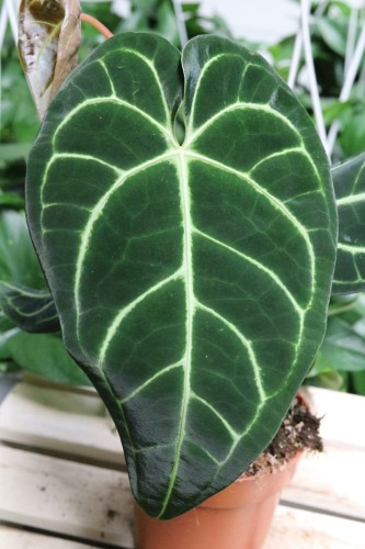 Detal struktury liścia Anthurium Magnificum – aksamitna faktura i wyraziste unerwienie podkreślają unikalny, egzotyczny charakter tej wyjątkowej rośliny domowej.