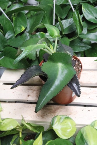 kalanchoe (1).JPG
