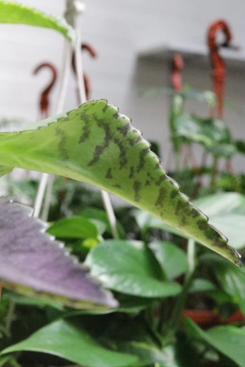 kalanchoe (3).JPG