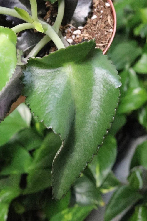 kalanchoe (4).JPG