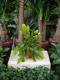 Rhipsalis ramulosa 'Red Coral'.png