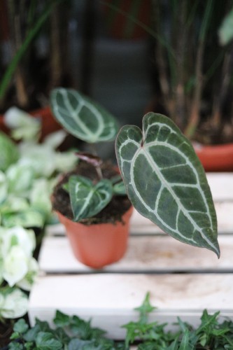 Anthurium ‘Michelle’ – efektowna roślina doniczkowa o dużych, dekoracyjnych liściach i eleganckim, tropikalnym wyglądzie.