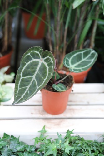 Anthurium ‘Michelle’ w aranżacji wnętrza – tropikalna roślina doniczkowa, która wprowadza do przestrzeni elegancję, świeżość i egzotyczny klimat.