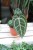 Anthurium Michelle