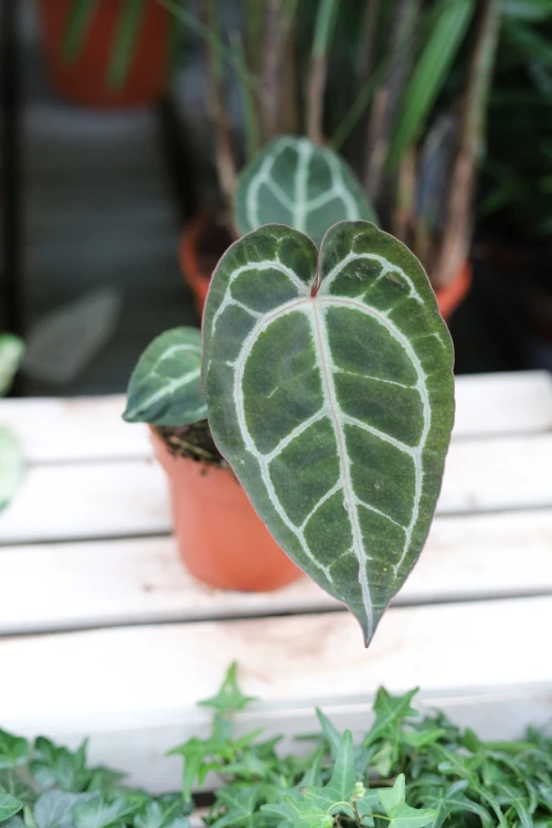 Anthurium Michelle