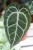 Zbliżenie liści Anthurium ‘Michelle’ ukazujące ich intensywną zieleń, wyraźną strukturę i subtelny połysk. Roślina o kolekcjonerskim charakterze.