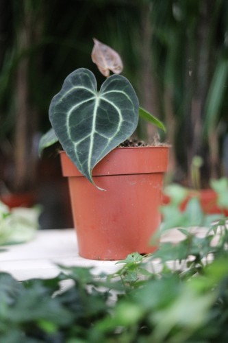 Anthurium clarinervium – wyjątkowa roślina doniczkowa o aksamitnych, sercowatych liściach z kontrastowym, jasnym unerwieniem.