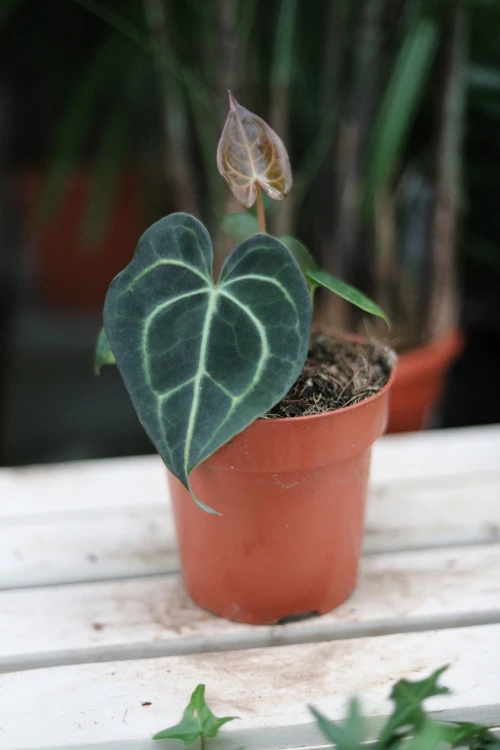 Anthurium clarinervium jako egzotyczny akcent wnętrza – dekoracyjna roślina, która przyciąga uwagę aksamitnymi liśćmi i eleganckim, tropikalnym wyglądem.