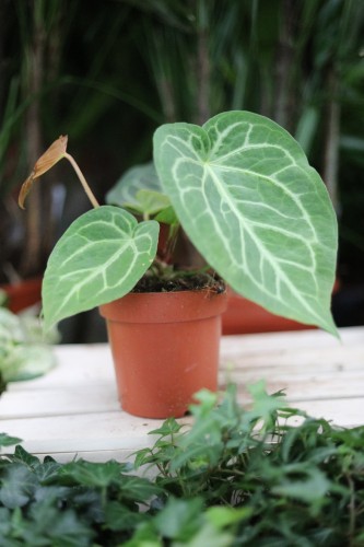 anthurium magnificum
