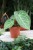 anthurium magnificum