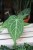 Anthurium magnificum – elegancka roślina doniczkowa o dużych, aksamitnych liściach z kontrastowym, jasnym unerwieniem.