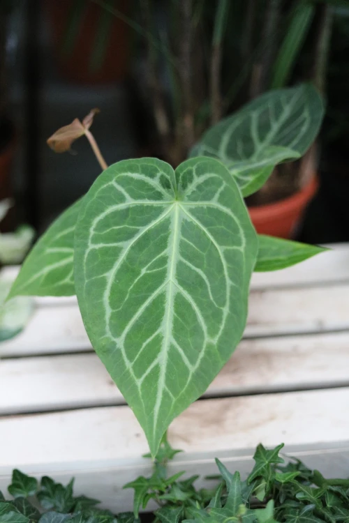 Anthurium magnificum – elegancka roślina doniczkowa o dużych, aksamitnych liściach z kontrastowym, jasnym unerwieniem.