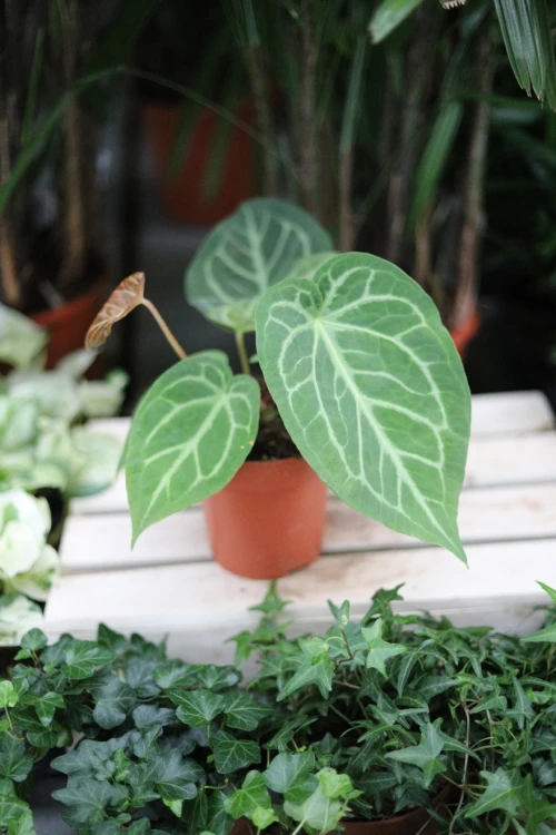 Anthurium magnificum w aranżacji wnętrza – tropikalna roślina doniczkowa, która wprowadza do przestrzeni elegancję, głębię i egzotyczny klimat.