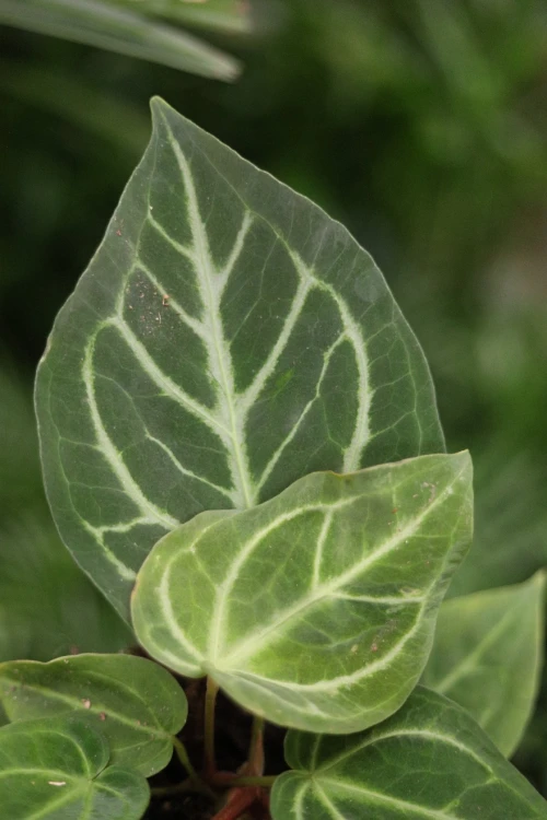 Zbliżenie liści Anthurium magnificum ukazujące ich miękką, aksamitną strukturę oraz wyraźne, dekoracyjne żyłkowanie. Roślina o luksusowym wyglądzie.