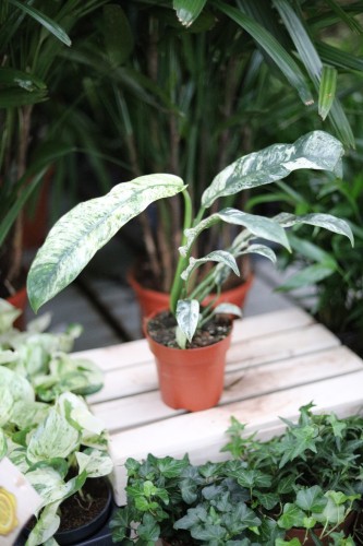 Rhaphidophora puberula variegata – kolekcjonerska roślina pnąca o dekoracyjnych liściach z kontrastową, kremowo-zieloną variegacją.