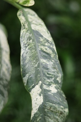 Zbliżenie liści Rhaphidophora puberula variegata ukazujące nieregularne przebarwienia i błyszczącą strukturę liści. Roślina o egzotycznym charakterze.