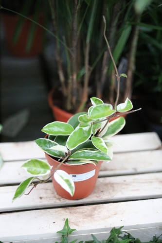Hoya carnosa ‘Krimson Queen’ – efektowna roślina pnąca o zielonych liściach z kremowymi obrzeżami i delikatnym różowym wybarwieniem.