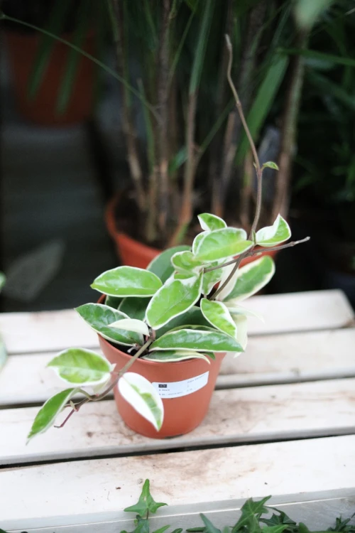 Hoya carnosa ‘Krimson Queen’ – efektowna roślina pnąca o zielonych liściach z kremowymi obrzeżami i delikatnym różowym wybarwieniem.