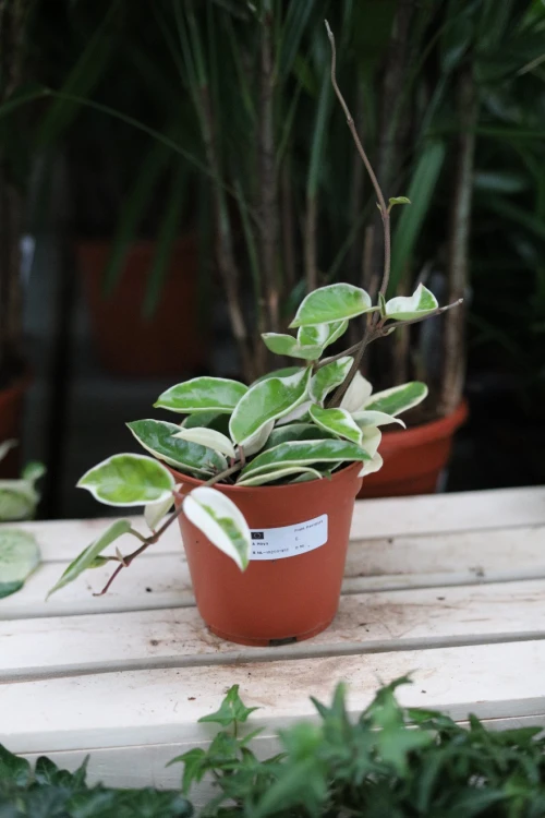 Hoya carnosa ‘Krimson Queen’ jako dekoracyjny element wnętrza – tropikalna roślina doniczkowa, która dodaje przestrzeni lekkości, koloru i egzotycznego charakteru.